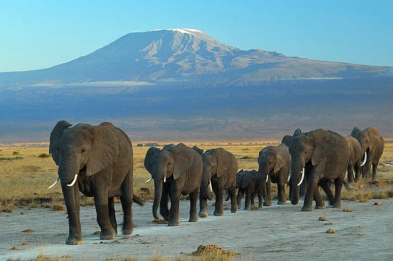 Amboseli National Park wildlife destination