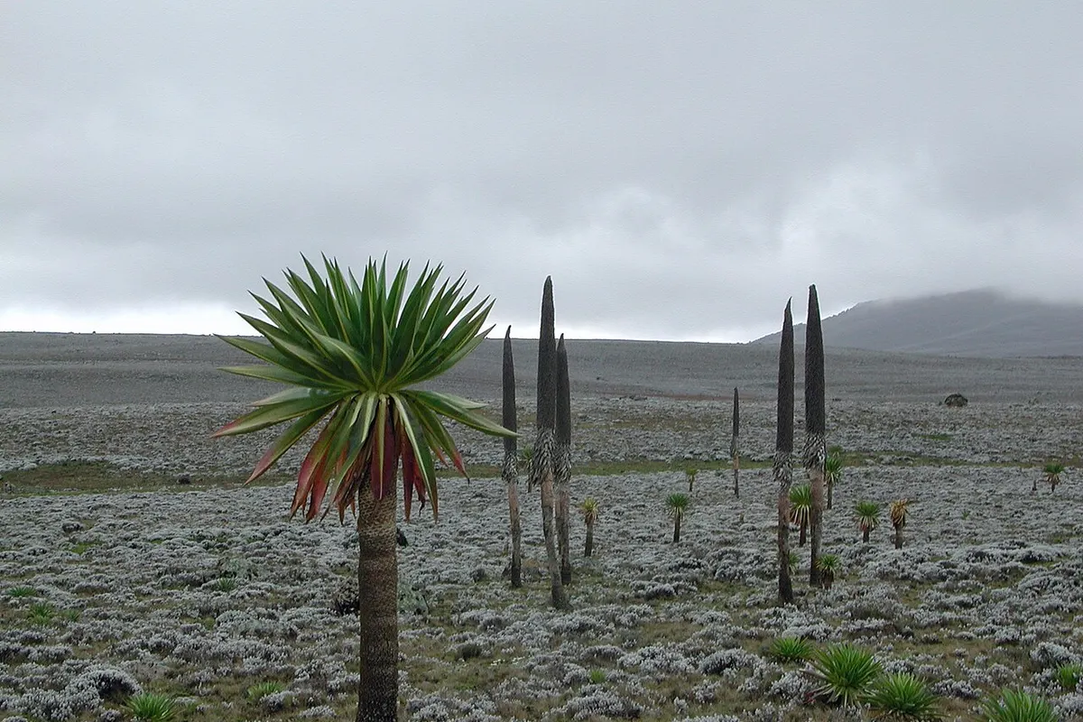 Bale Mountains National Park wildlife destination