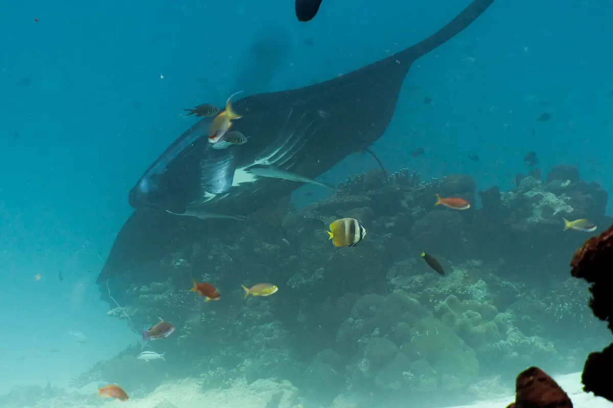 Beqa Lagoon wildlife destination