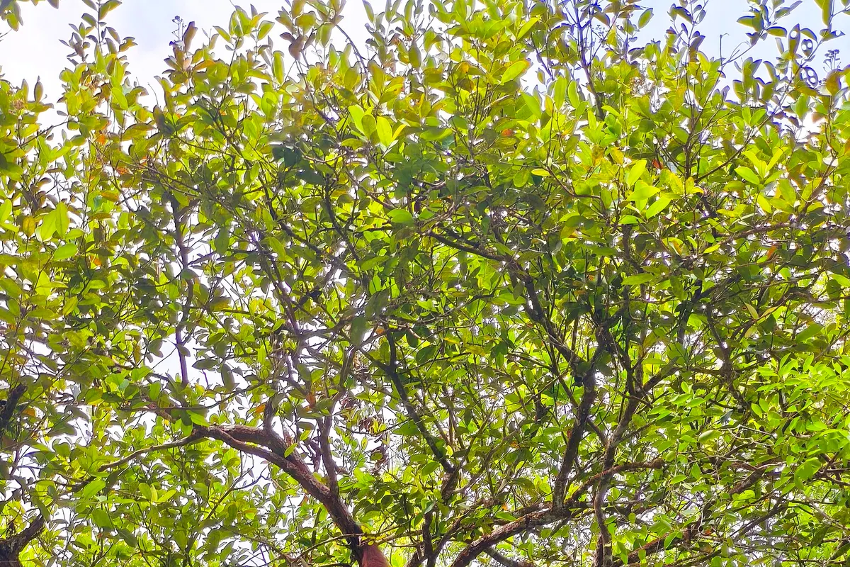 Borneo Rainforest wildlife destination