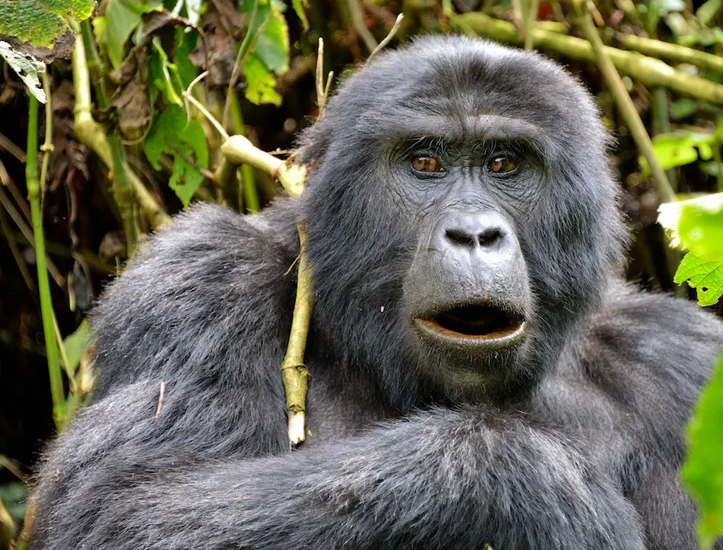 Bwindi Impenetrable Forest wildlife destination
