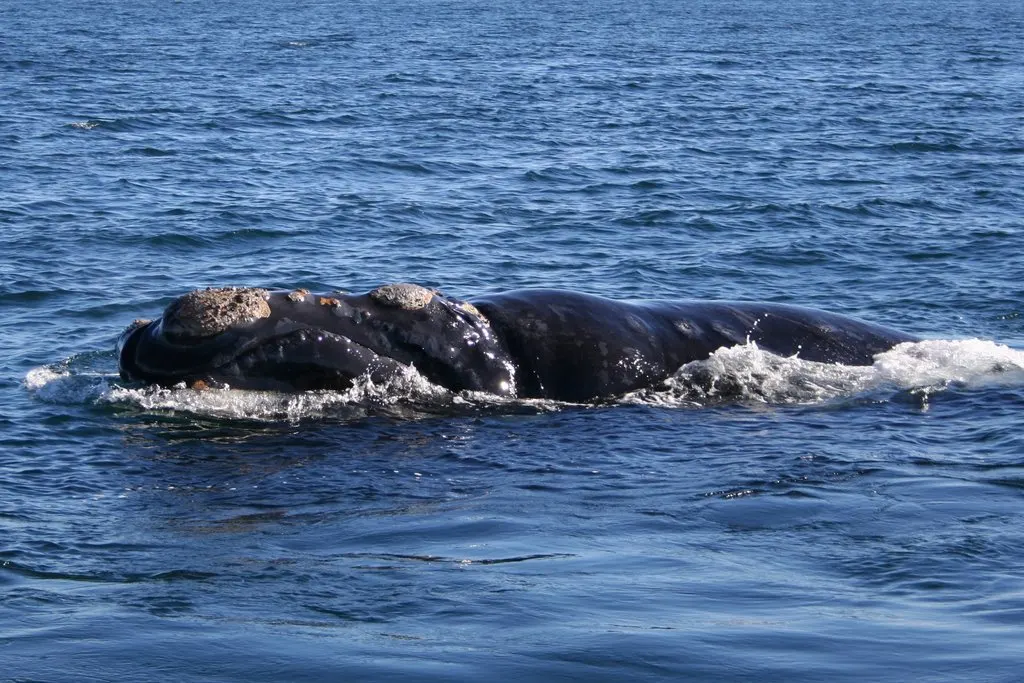 Rocha Lagoons and Cabo Polonio wildlife destination