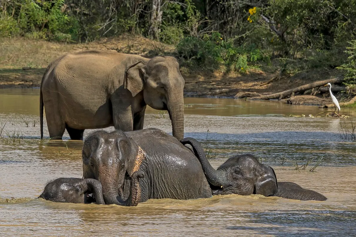 Cát Tiên National Park wildlife destination