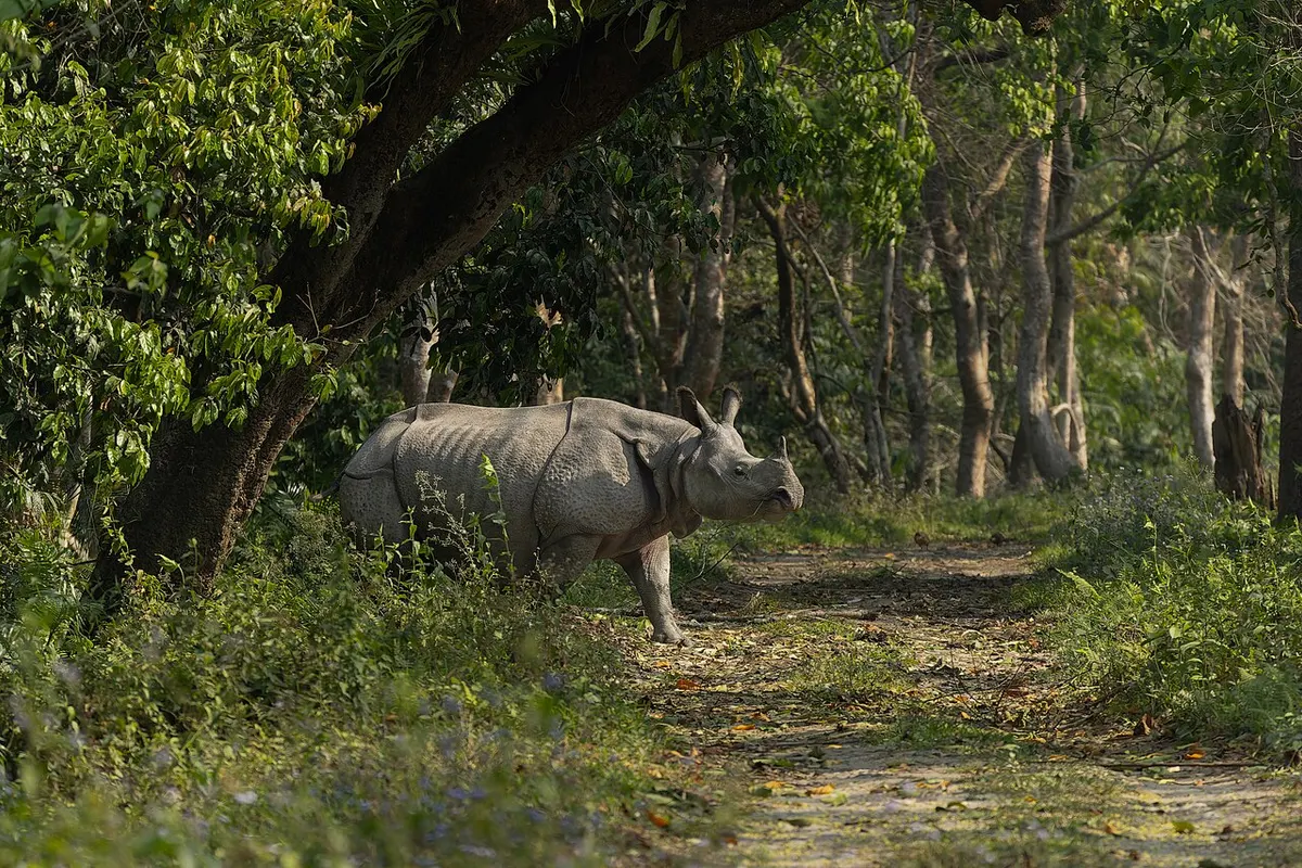 Chitwan National Park wildlife destination