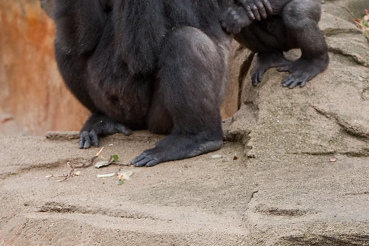 Dja Faunal Reserve wildlife destination