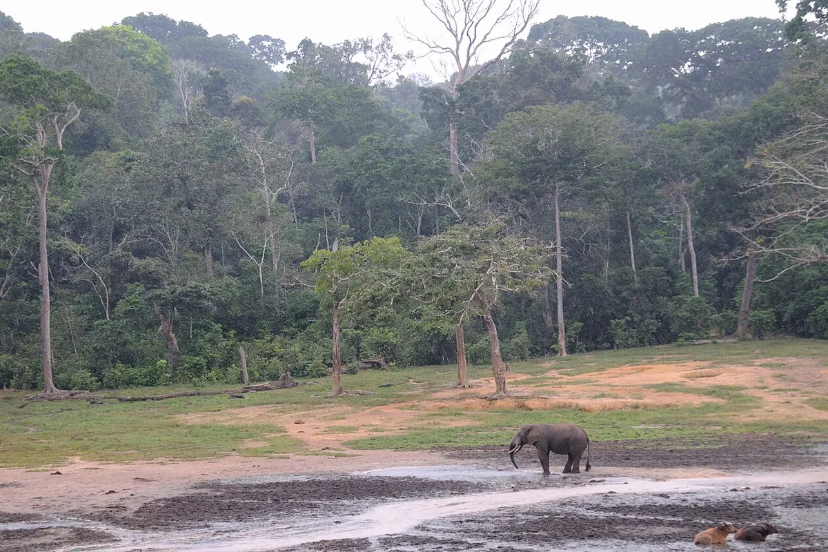Dzanga-Sangha wildlife destination