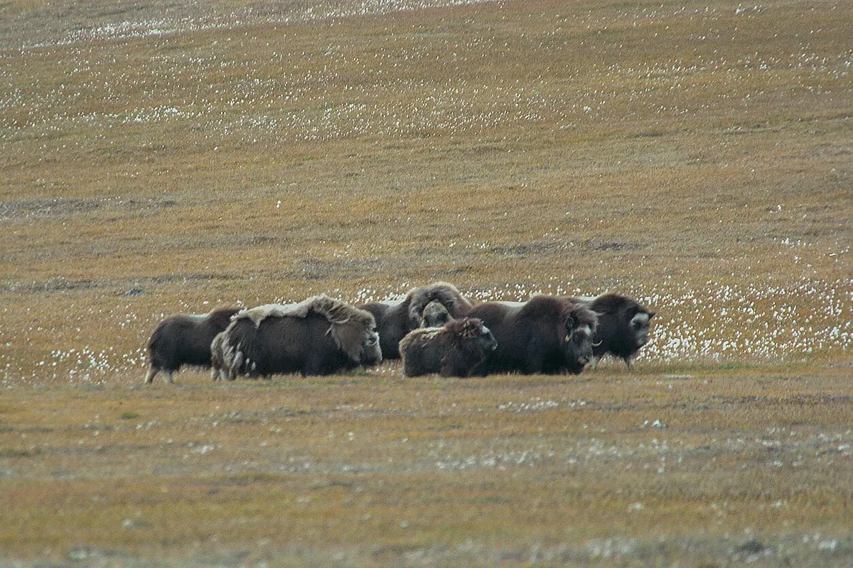 Scoresby Sound, East Greenland wildlife destination
