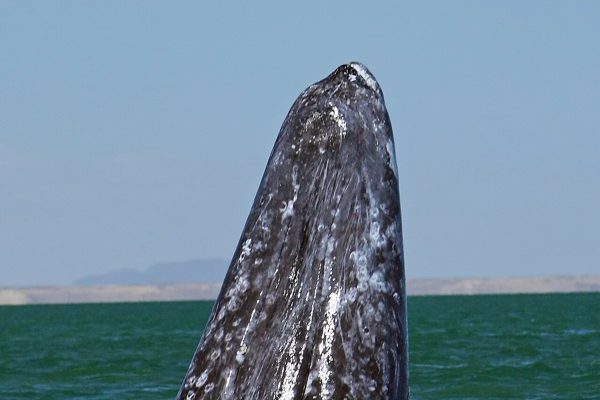 Whale Sanctuary of El Vizcaíno wildlife destination