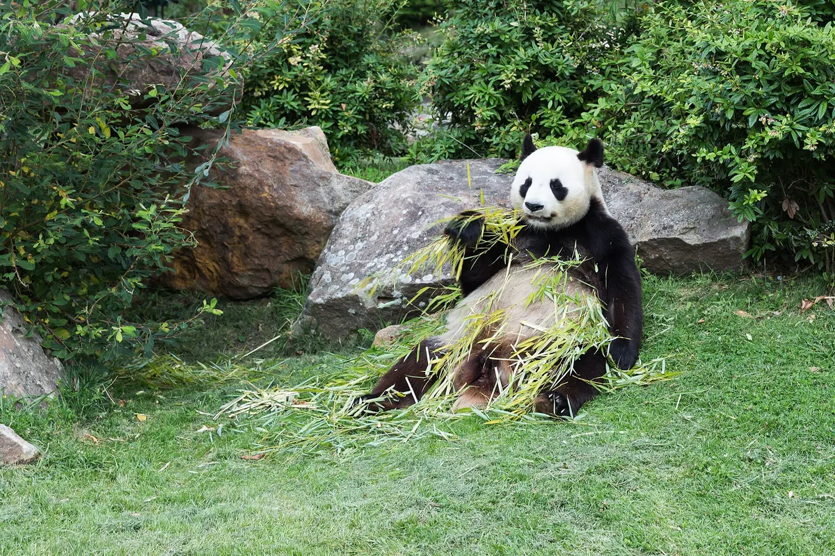 Giant Panda National Park wildlife destination