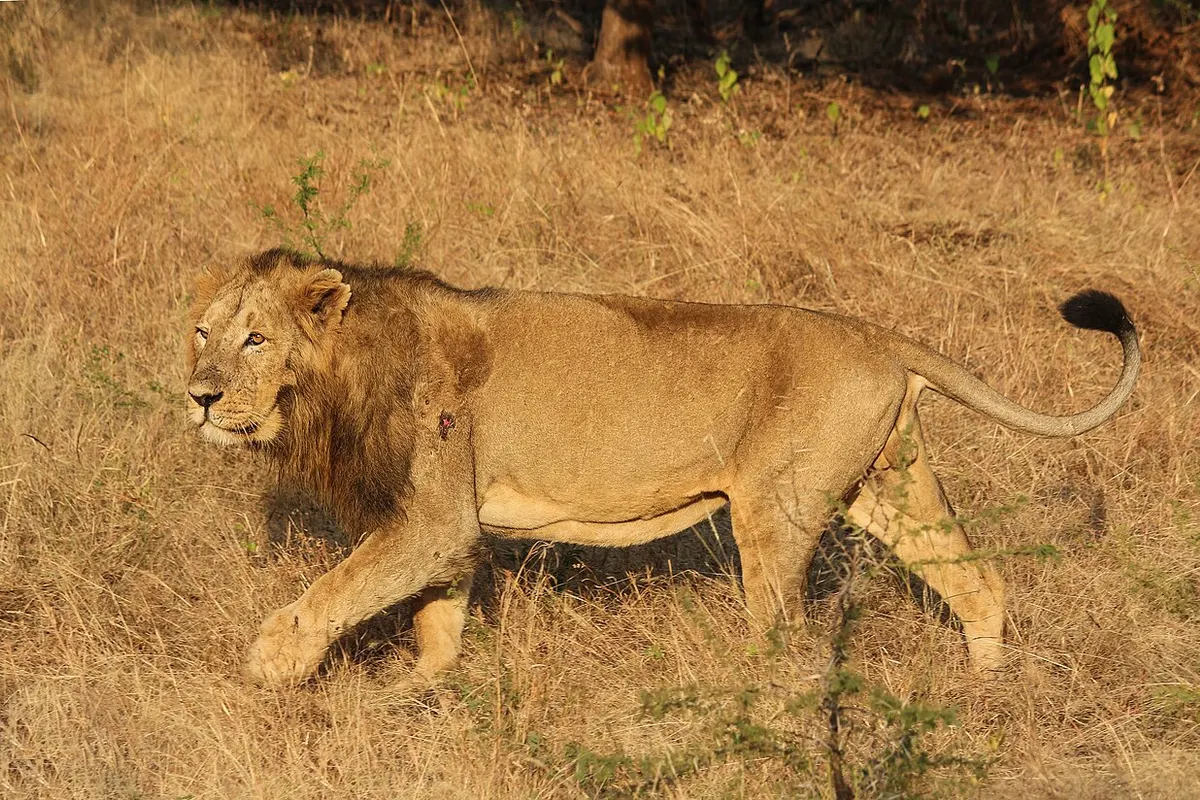 Gir National Park wildlife destination