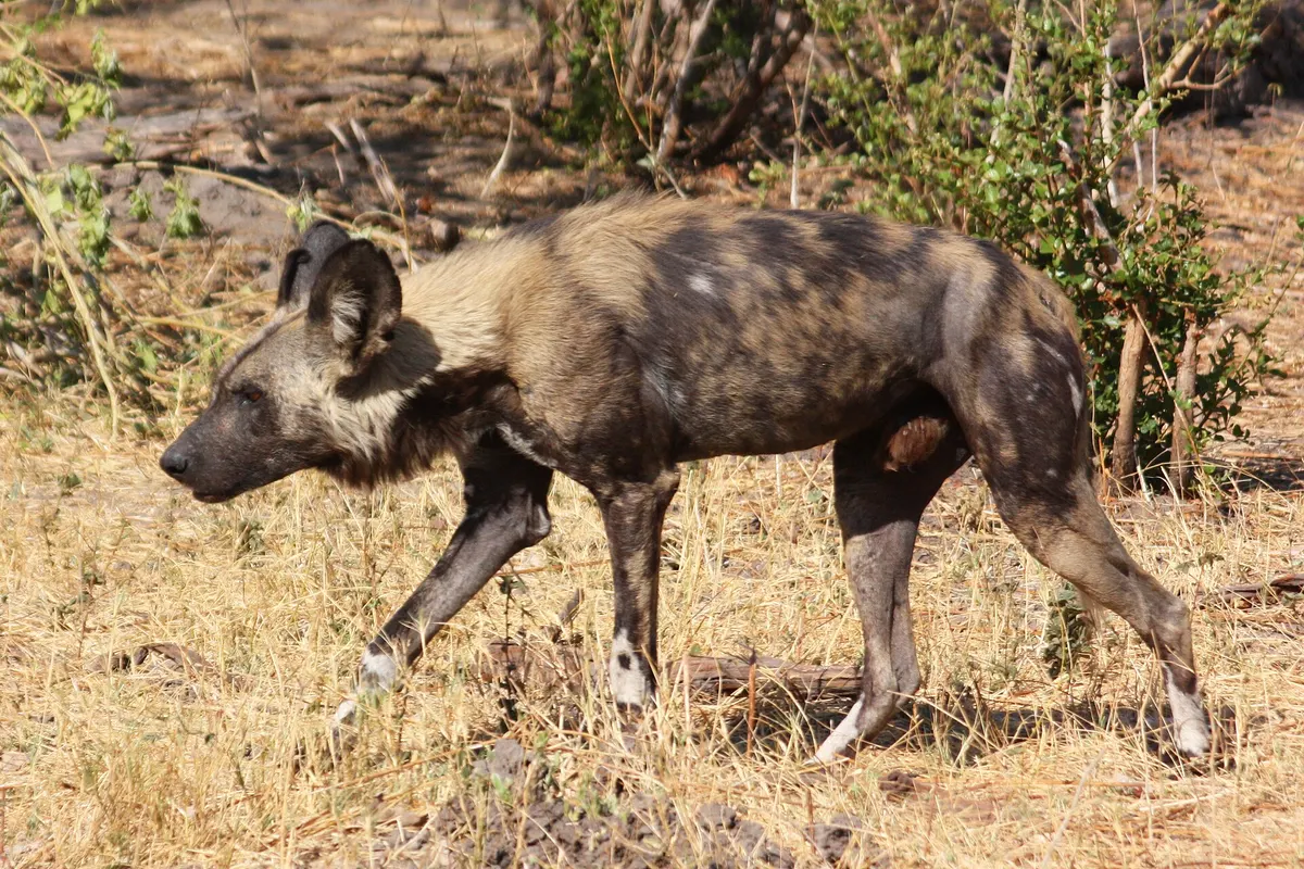 Gorongosa National Park wildlife destination