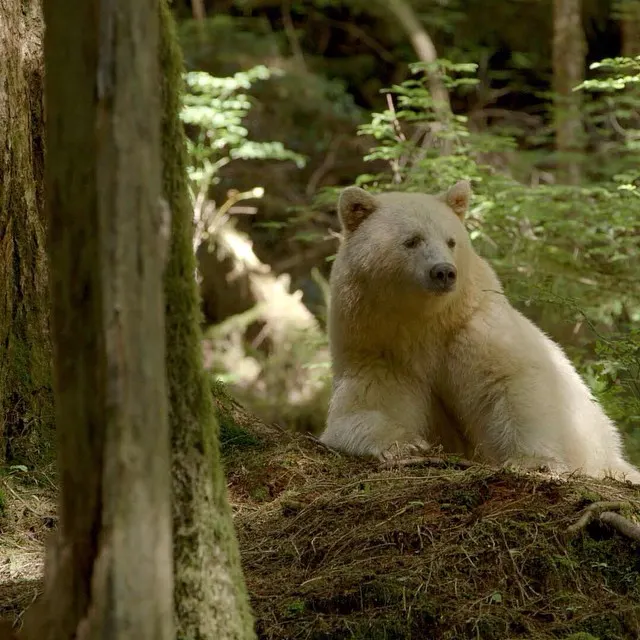 Great Bear Rainforest wildlife destination