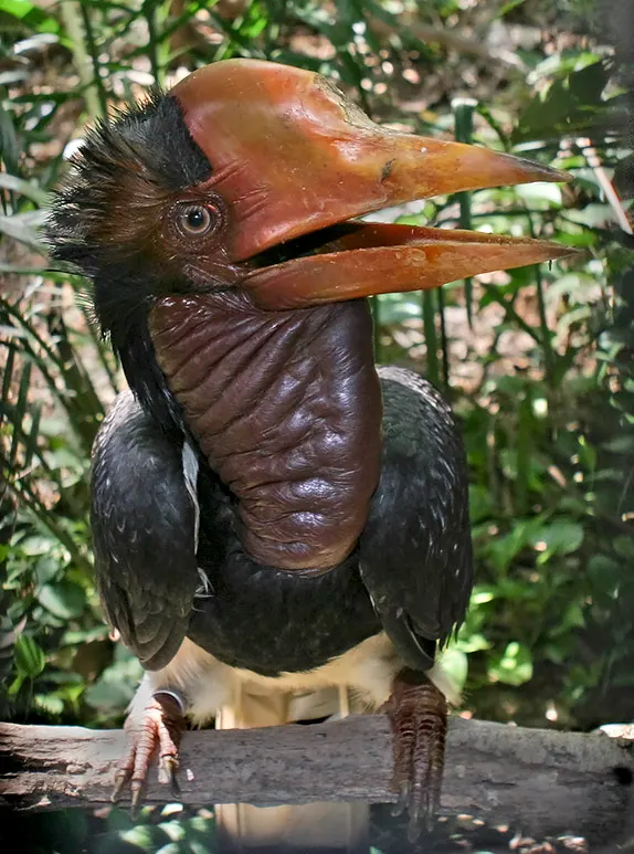Hin Nam No National Park wildlife destination