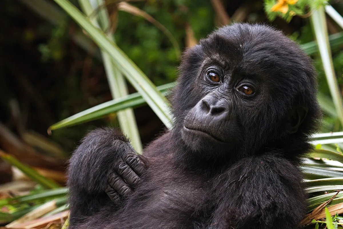 Kahuzi-Biega National Park wildlife destination