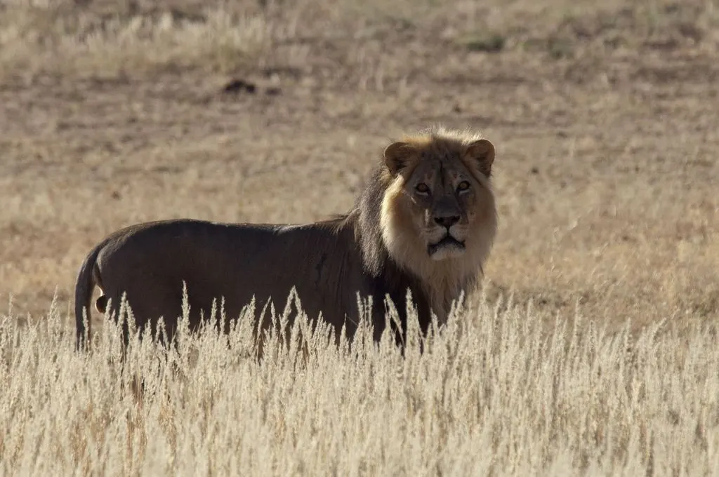 Kgalagadi Transfrontier Park wildlife destination