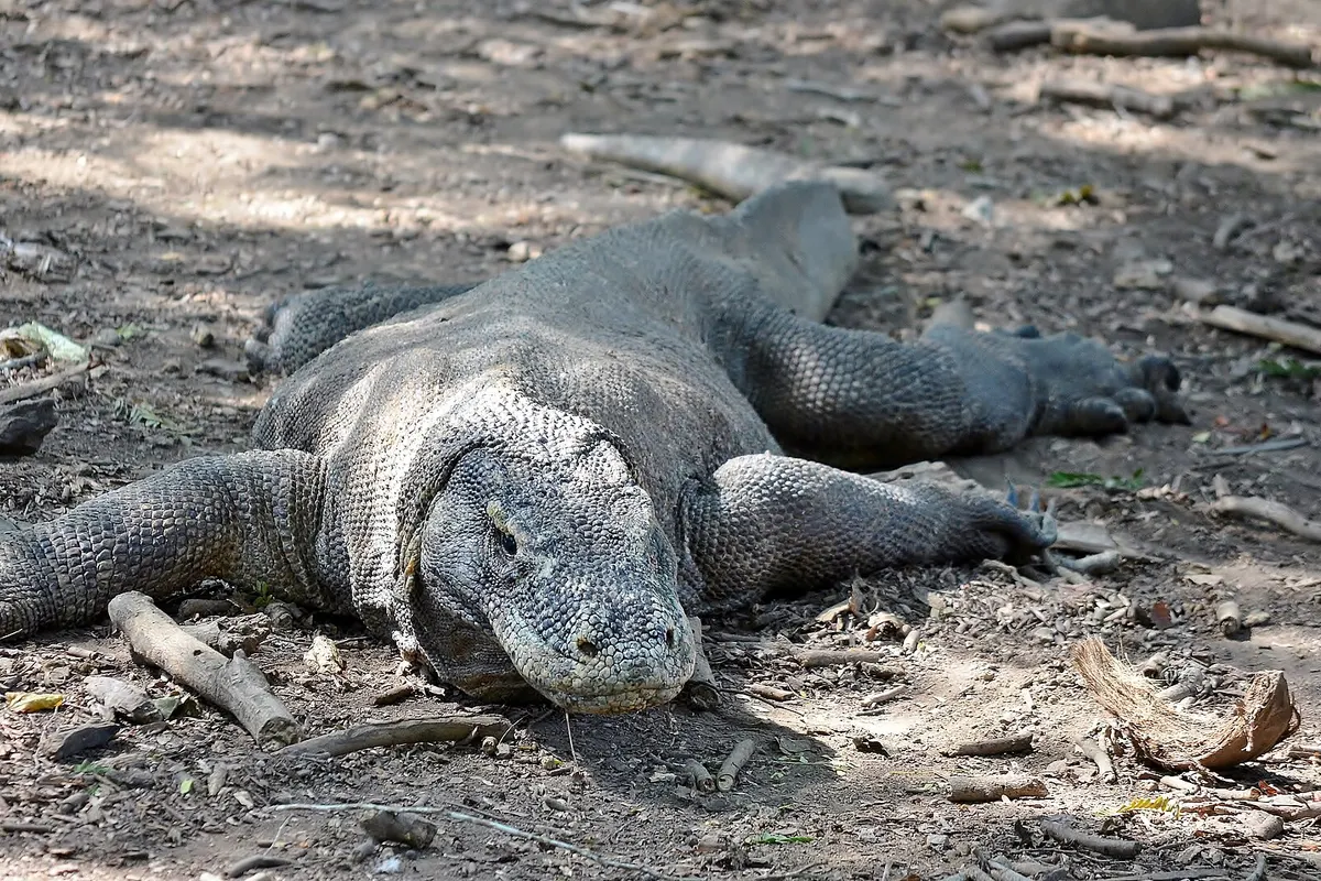 Komodo wildlife destination