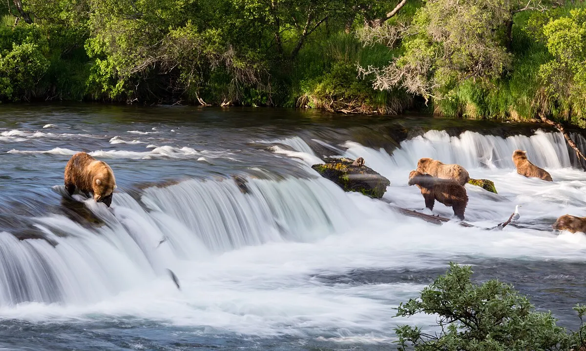 Kuhmo Taiga wildlife destination