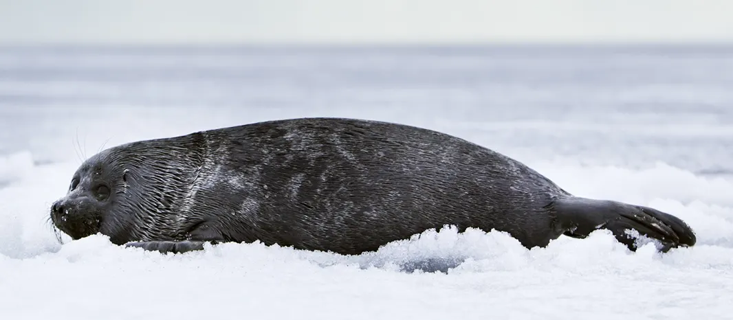 Lake Baikal wildlife destination