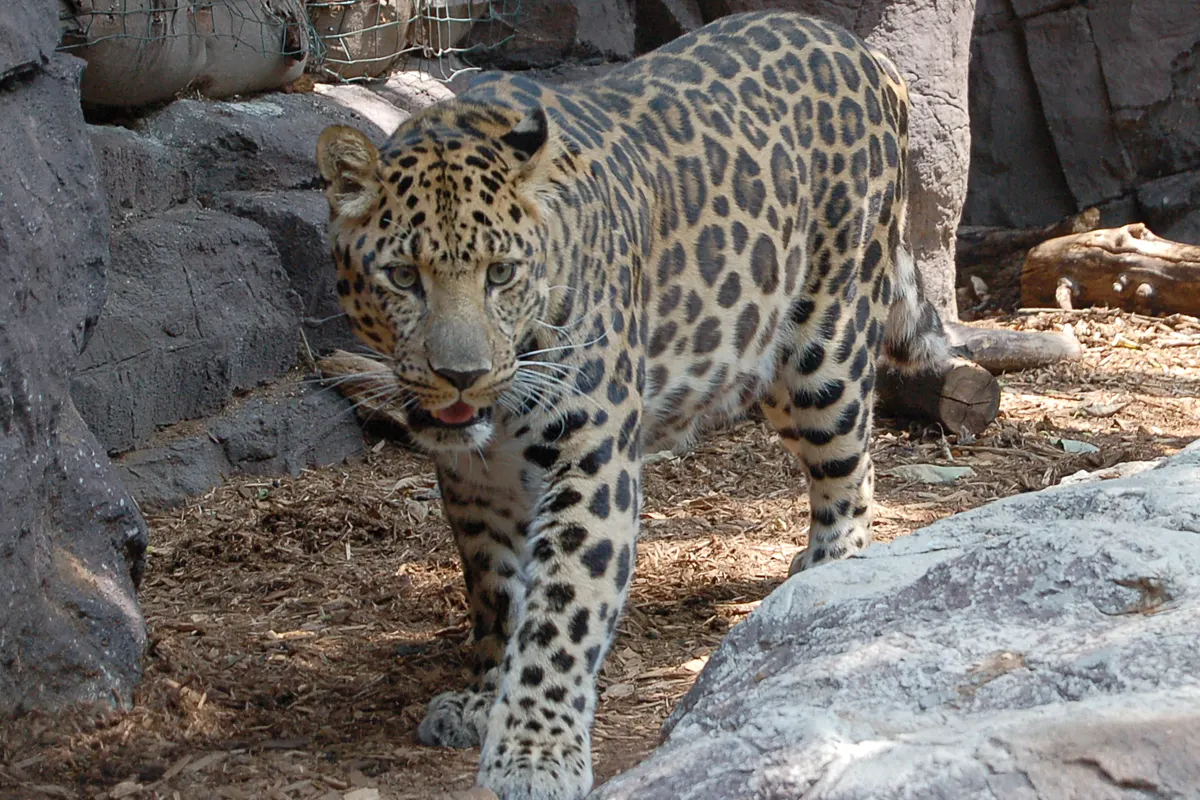 Land of the Leopard National Park wildlife destination