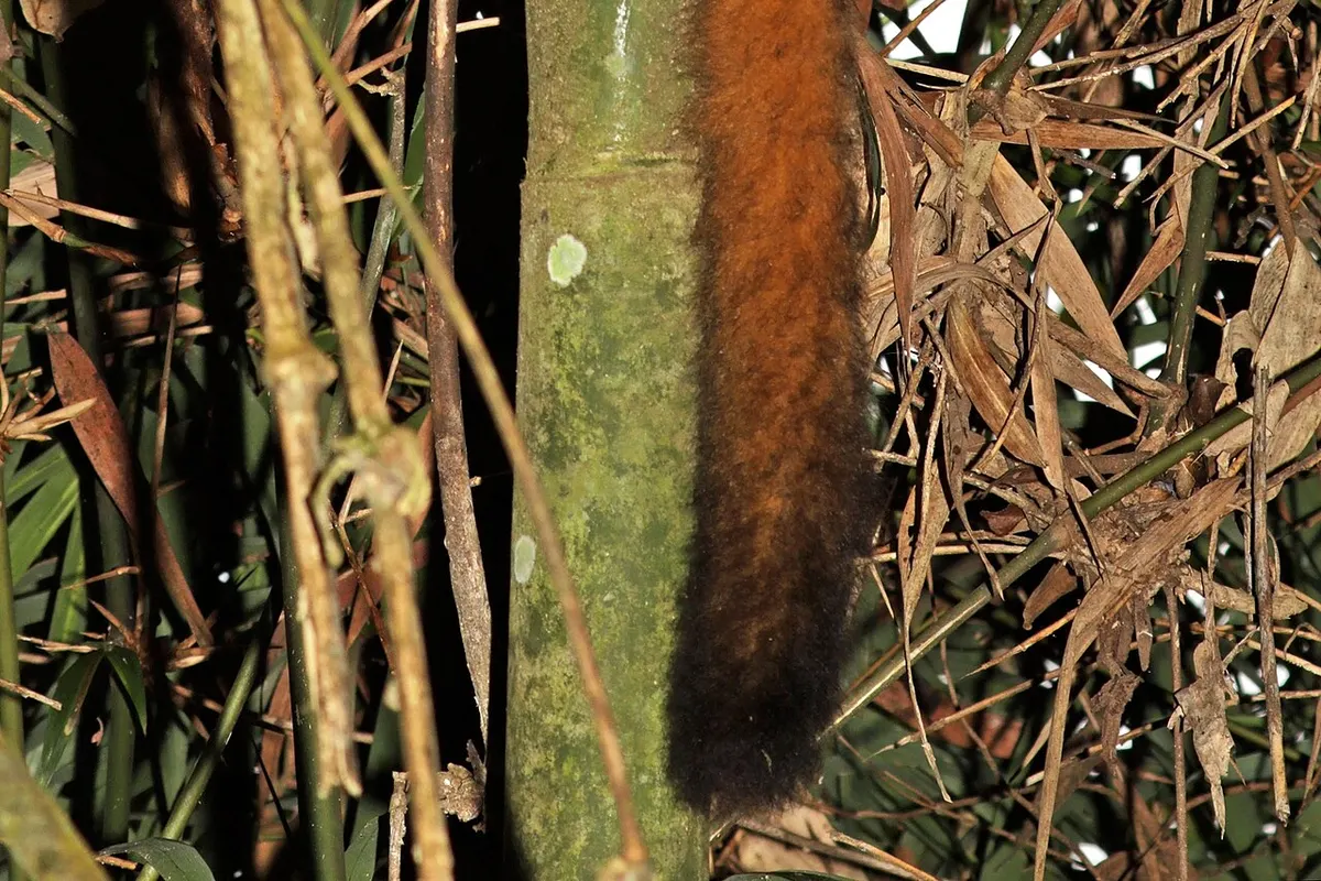 Eastern Madagascar Rainforests wildlife destination