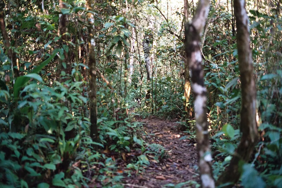 Manú National Park wildlife destination