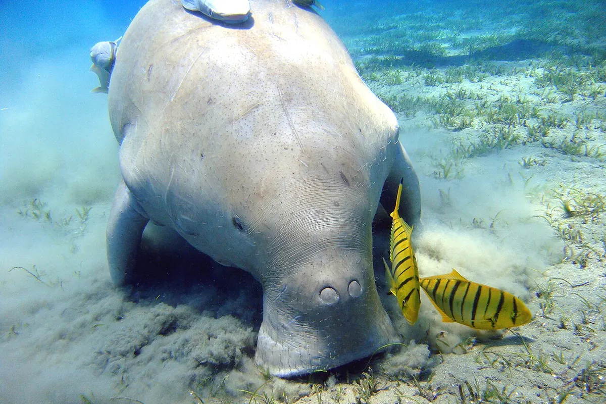 Marawah Marine Biosphere Reserve wildlife destination