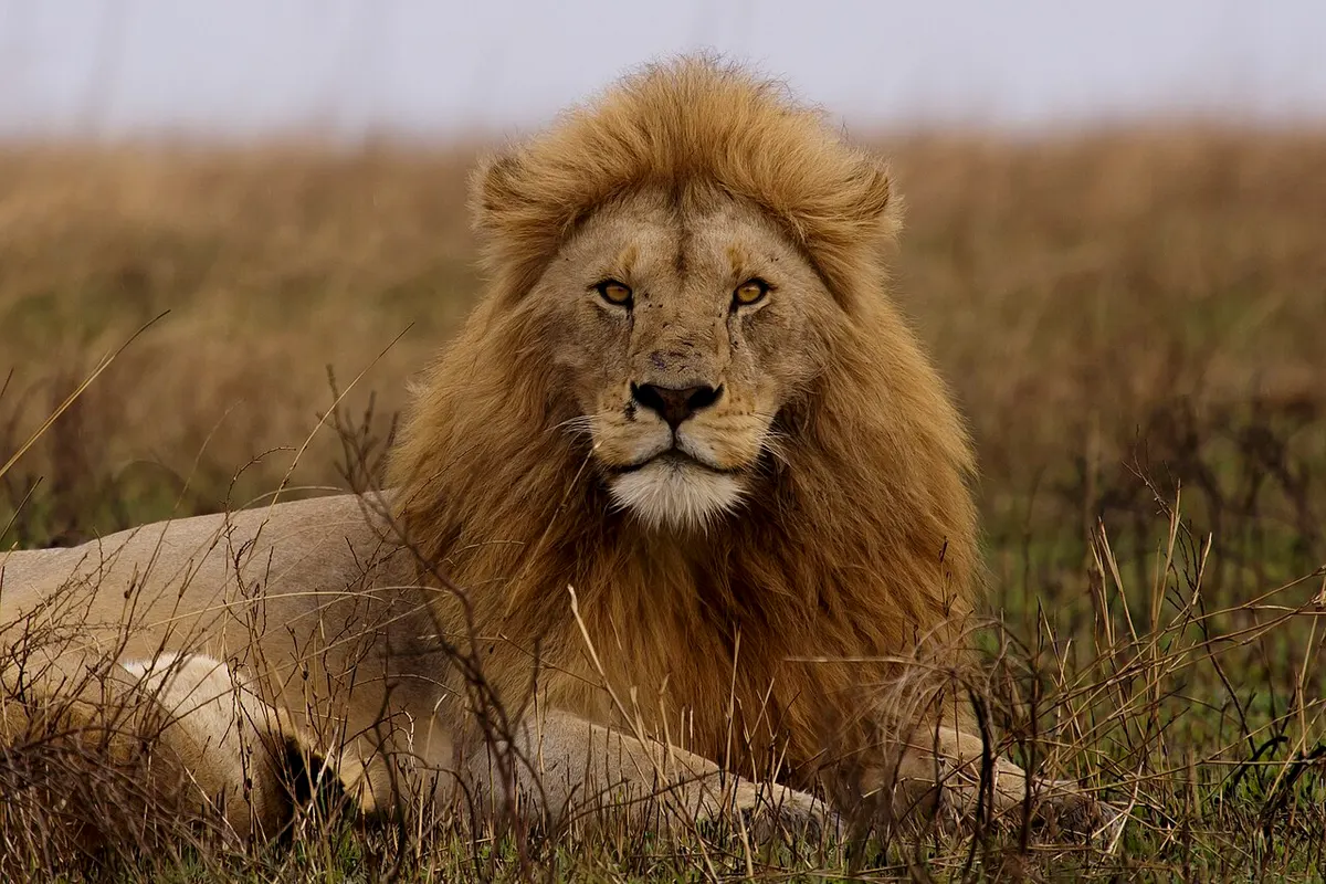 Niokolo-Koba National Park wildlife destination