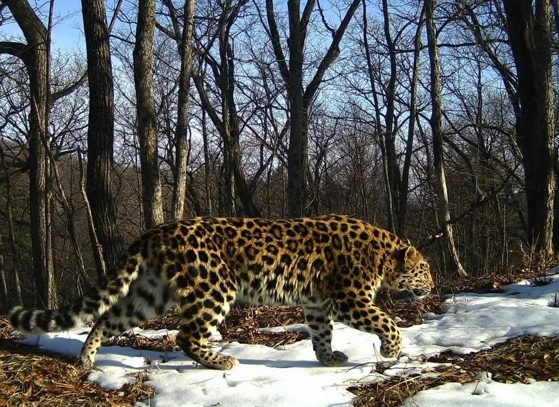 Northeast China Tiger and Leopard National Park wildlife destination
