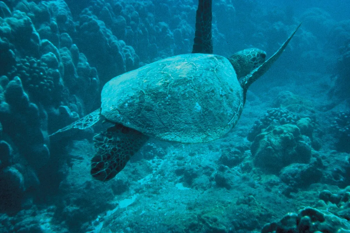 Obô Natural Park wildlife destination