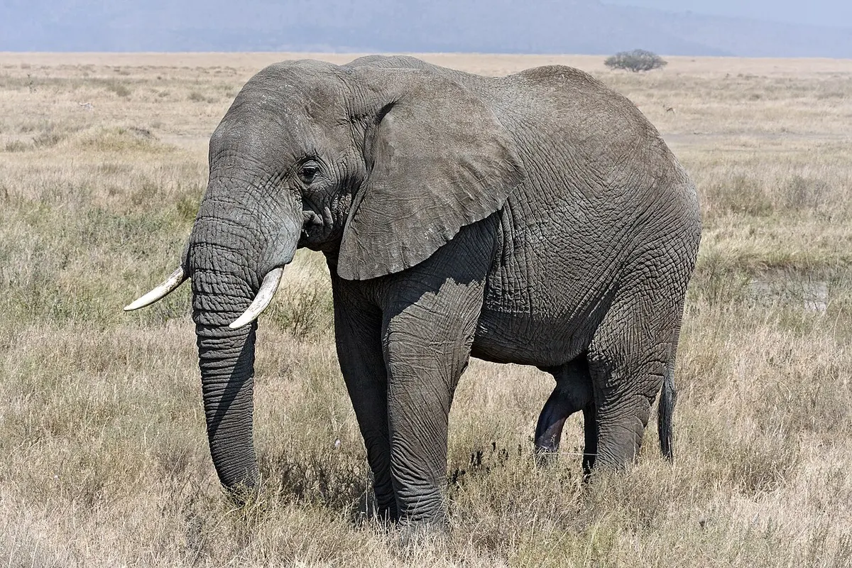 Pendjari National Park wildlife destination