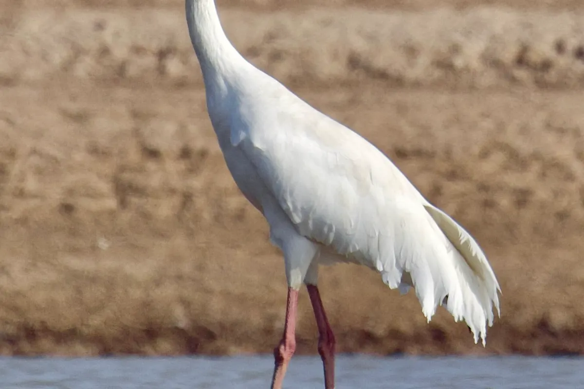 Poyang Lake Wetlands wildlife destination