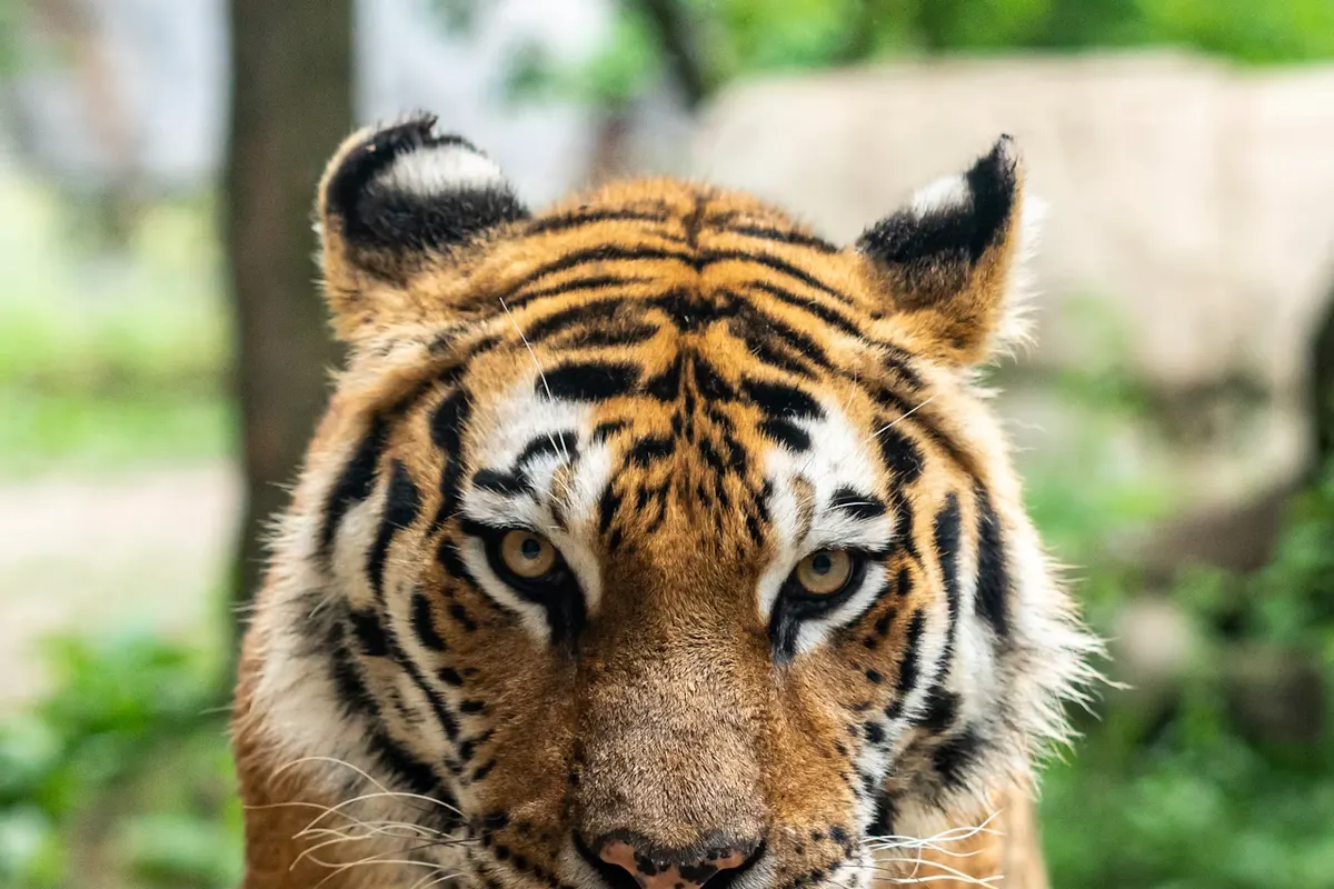 Ranthambore wildlife destination