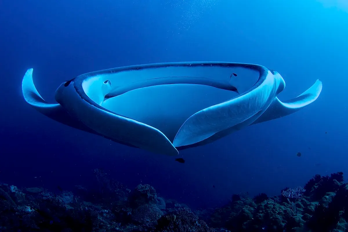 Revillagigedo Archipelago wildlife destination