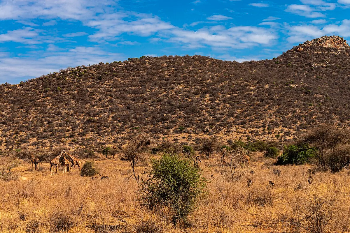 Samburu National Reserve wildlife destination