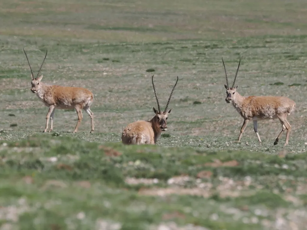 Sanjiangyuan National Park wildlife destination