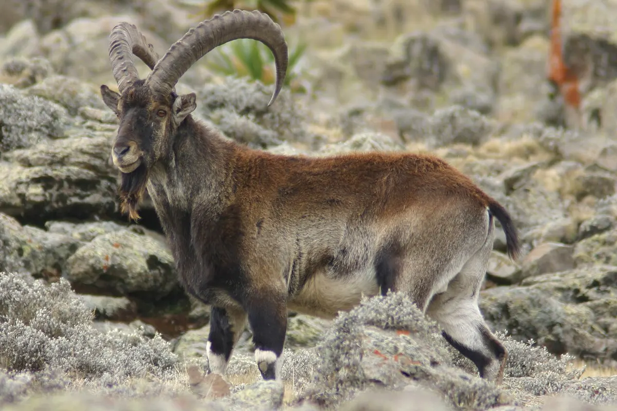 Simien Mountains wildlife destination