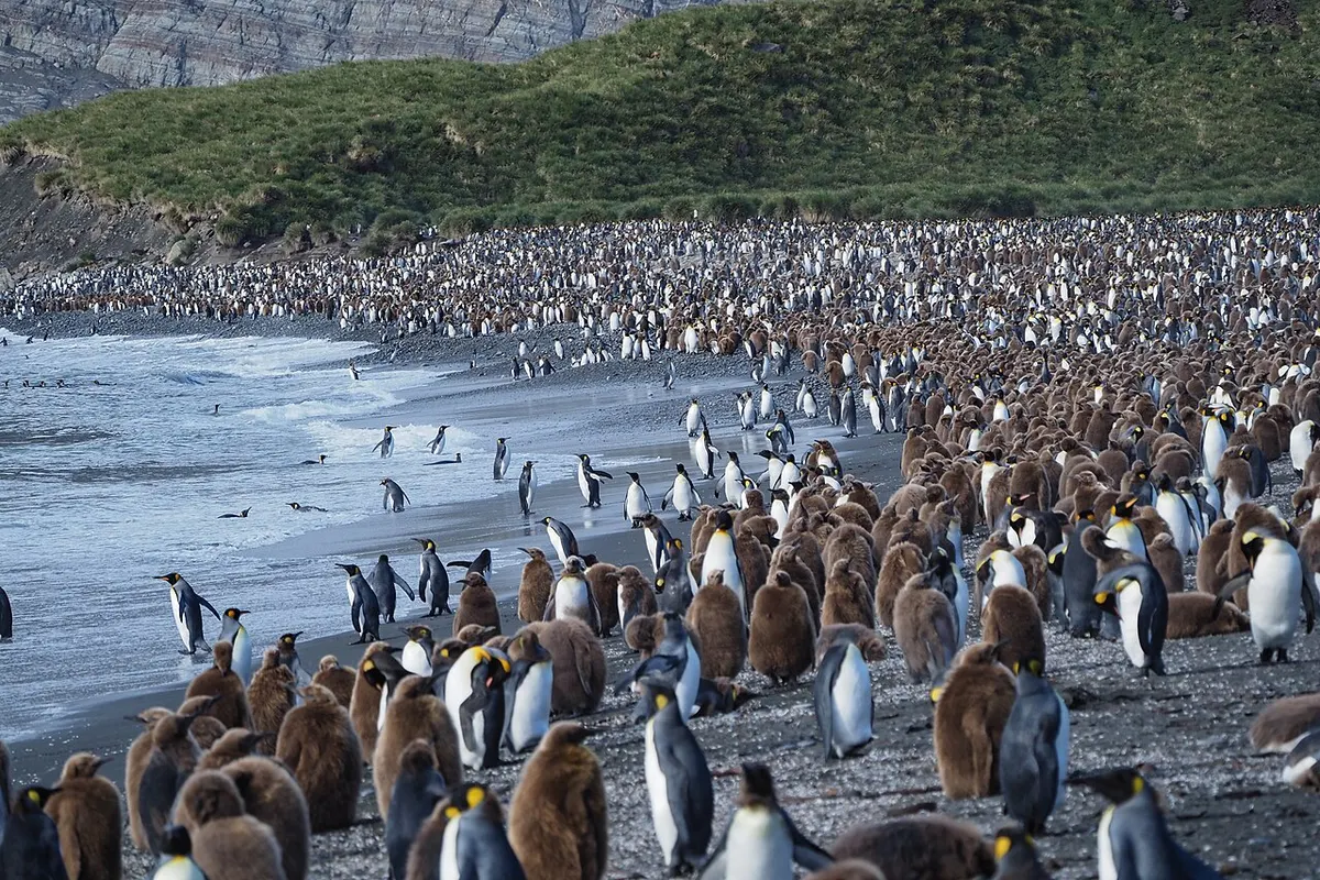 South Georgia wildlife destination