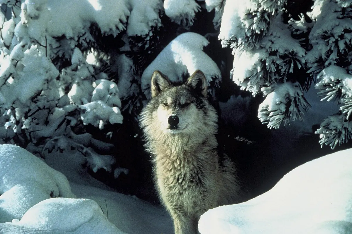 Šumava National Park wildlife destination