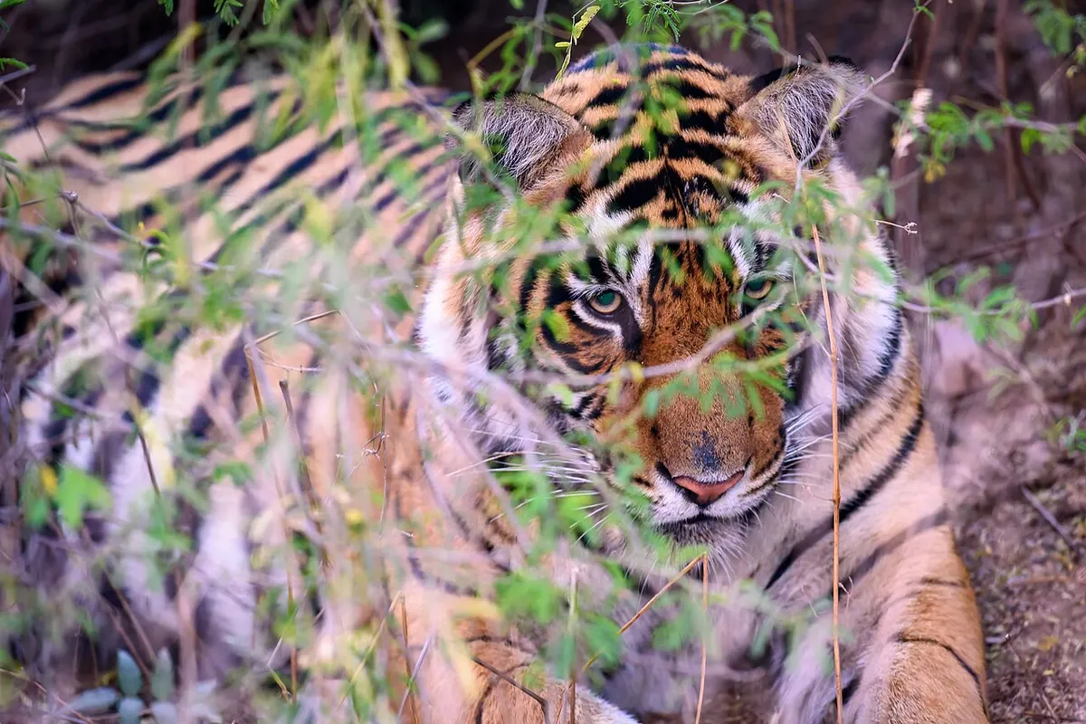 Sundarbans Mangrove Forest wildlife destination