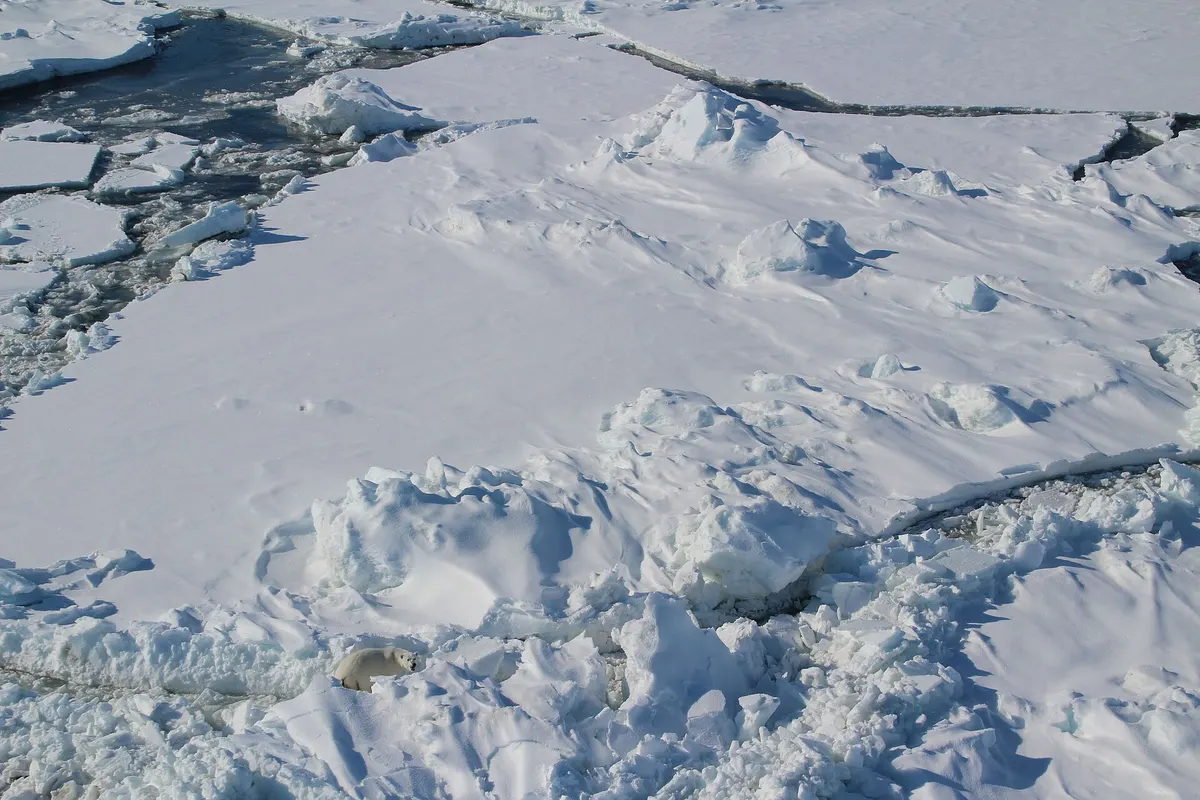 Svalbard wildlife destination