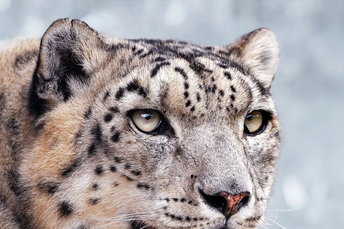Tajik National Park wildlife destination