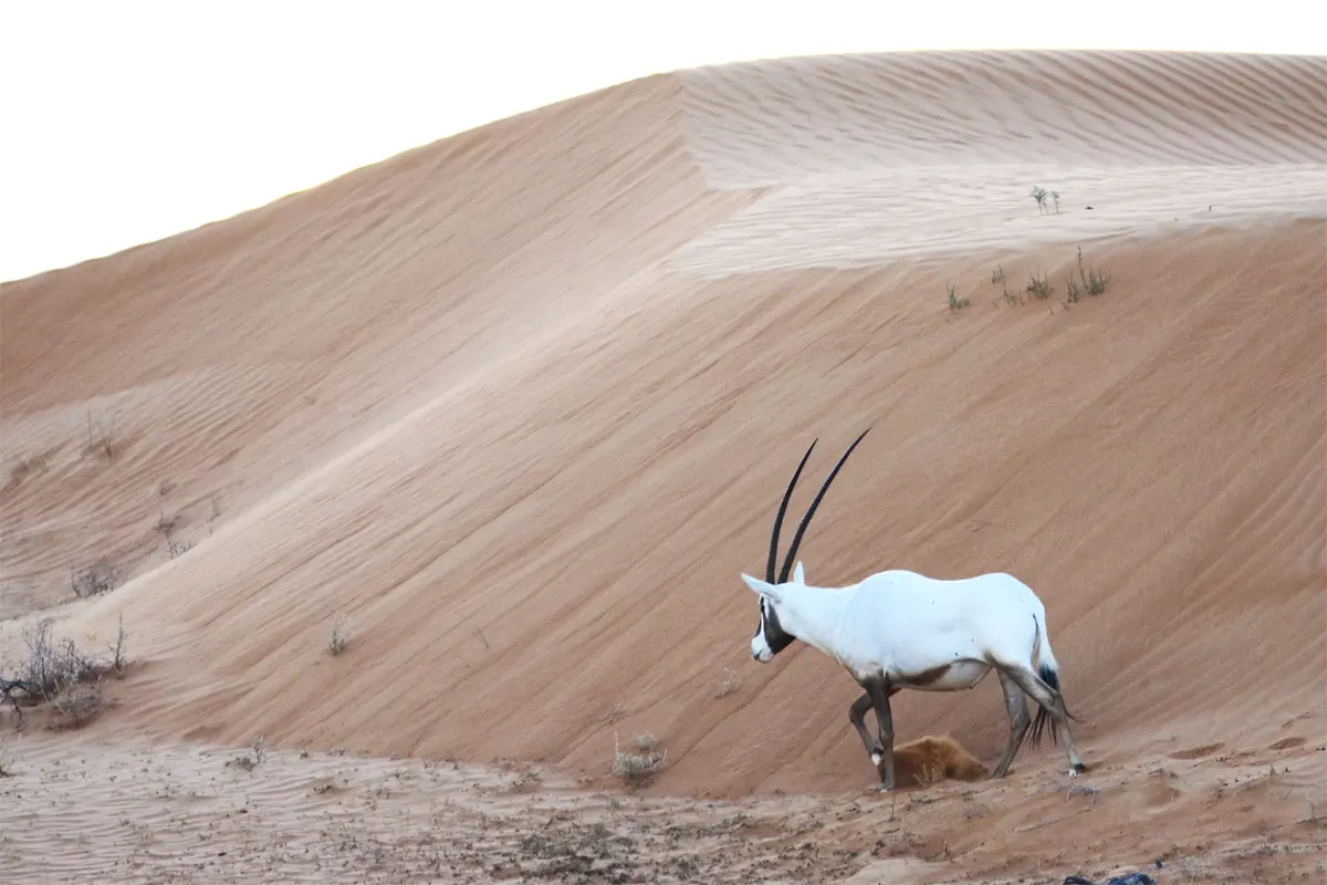 ‘Uruq Bani Ma’arid wildlife destination