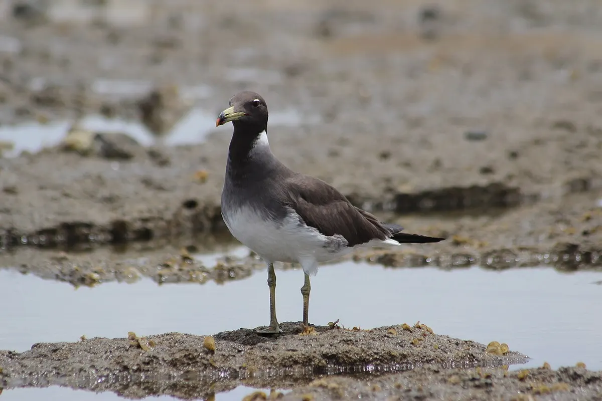 Wadi El Gemal National Park wildlife destination