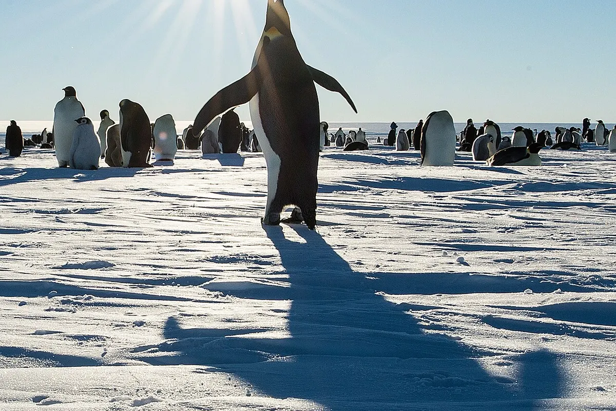 Weddell Sea wildlife destination