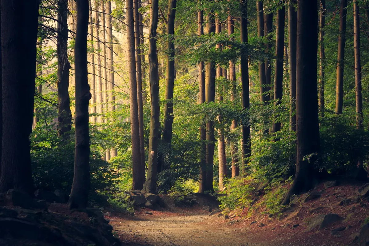 Yakushima wildlife destination