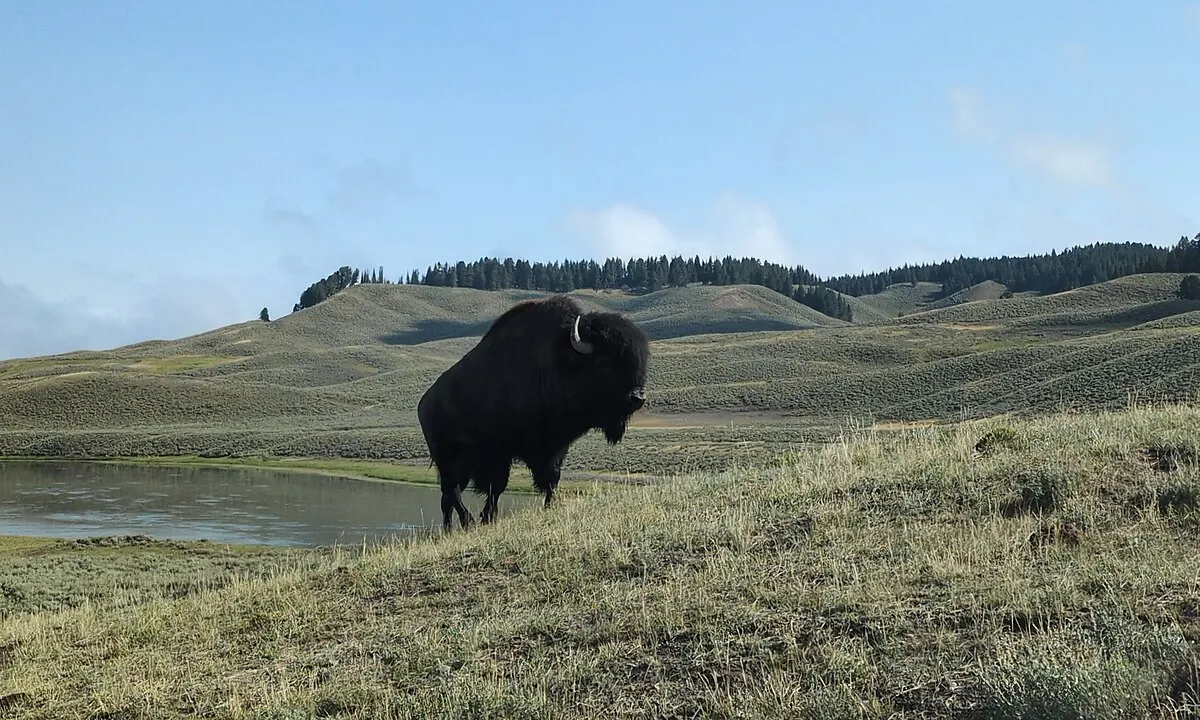 Greater Yellowstone wildlife destination