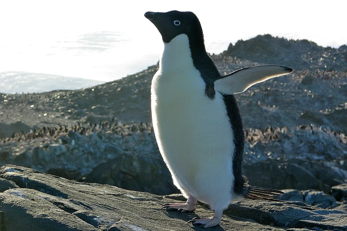Adélie penguin (Pygoscelis adeliae)