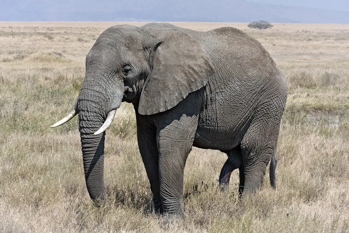 African savanna elephant (Loxodonta africana)