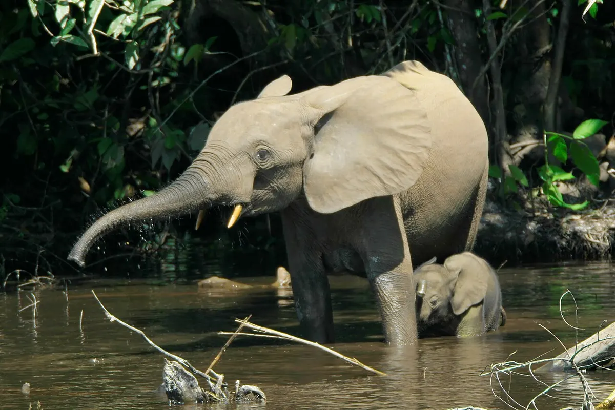 African forest elephant (Loxodonta cyclotis)
