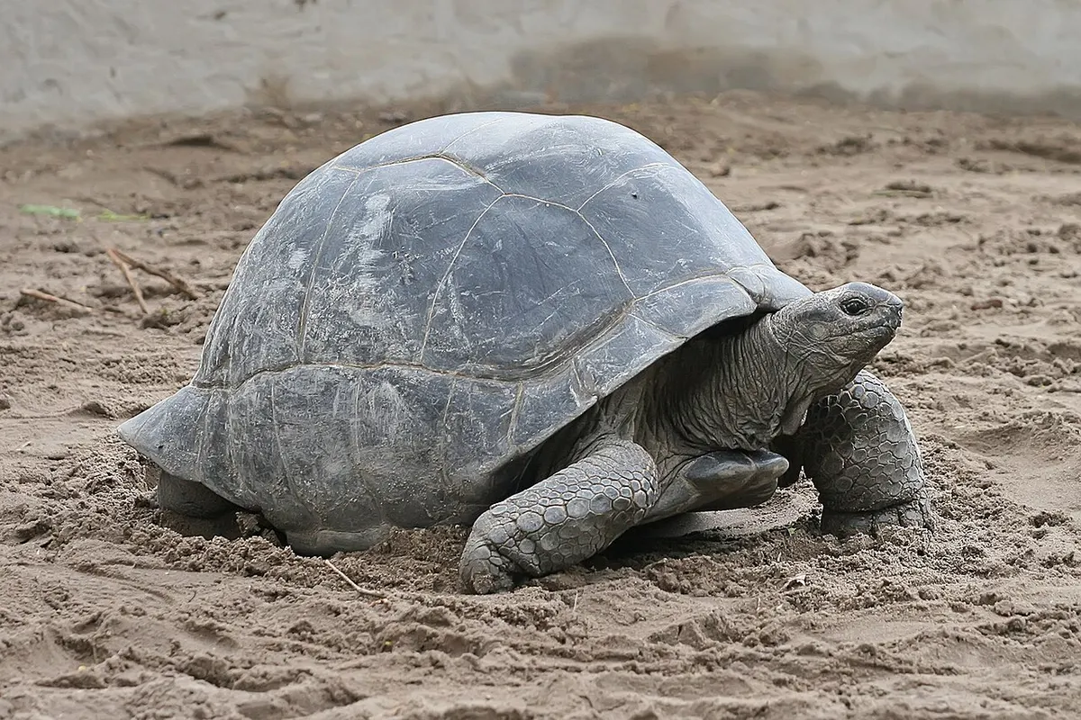 Aldabra giant tortoise (Aldabrachelys gigantea)